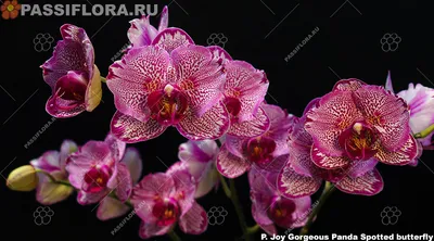 Фаленопсис орхидея: уход в домашних условиях, фото, виды, сорта, пересадка,  размножение, болезни и вредители цветка