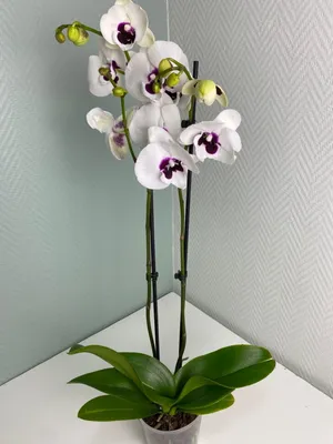 Орхидея Фаленопсис Панда Биг Лип 2 ст купить в Москве с доставкой | Магазин  растений Bloom Story (Блум Стори)