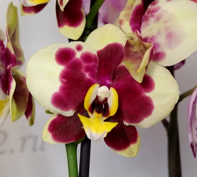 Милый цветок орхидея панда плюшевая игрушка - купить с доставкой по  выгодным ценам в интернет-магазине OZON (1318726264)