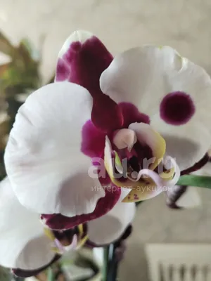 Орхидея фаленопсис Panda, отцвела — купить в Красноярске. Горшечные  растения и комнатные цветы на интернет-аукционе Au.ru