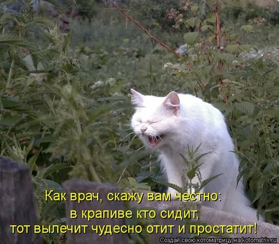 Он мог только ползать»: новосибирские ветеринары спасли кота с вывернутыми  в разные стороны лапами - KP.RU