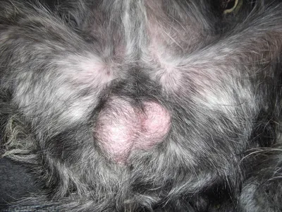 Ответы Mail.ru: Орхит у кота (опухли яички, увеличились в 2 раза). Как  лечить и возможно ли вообще вылечить? Помогите пожалуйста.