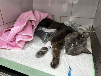На Сахалине прооперировали котика, который в диком стрессе съел собственный  ошейник против блох - KP.RU