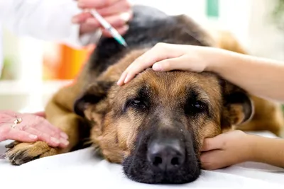 Простатит у собак — Ветеринарный Центр «Зоовет» в Москве