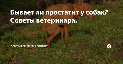 Закон о бродячих собаках 2023: обстановка в Хабаровском крае, бездомные  животные, самовыгул, ОСВВ - KP.RU