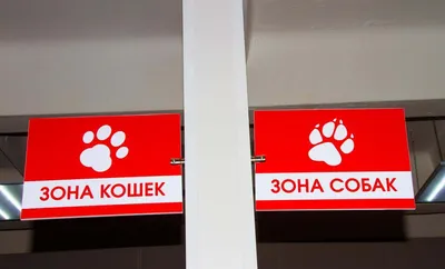 В Новосибирской области собаку привязали в лесу и бросили умирать - KP.RU