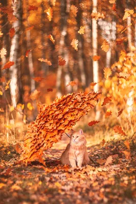 Осенний кот фото 