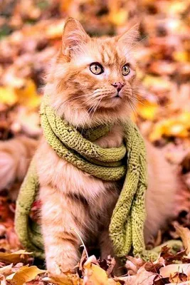 Осенний кот | Изображение животного, Осенние картинки, Иллюстрации арт
