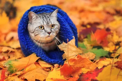 Осенний кот. — Сообщество «Зверьё Моё» на DRIVE2