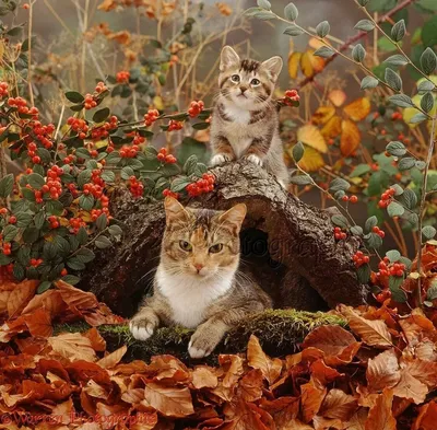 Осенние коты. Фото. Осень и коты :)