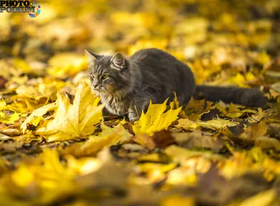 Осенний кот. | Cute cats photos, Fall cats, Beautiful cats