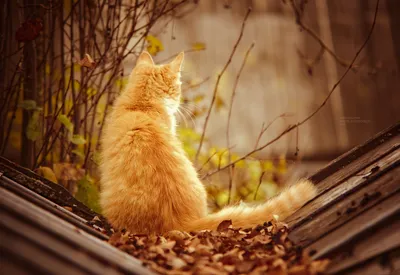 Осенний кот (58 фото) - 58 фото