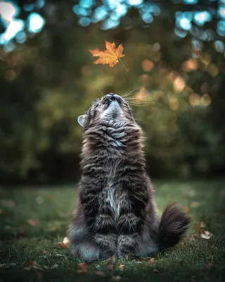 Осенний кот :: Краснов Ю Ф – Социальная сеть ФотоКто