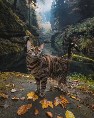 Photopodium.com - Осенний кот