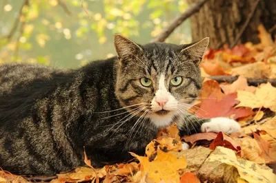Осенний кот фото фотографии