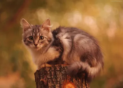 Осенний кот — конкурс \"Штрих-кот\" — Фотоконкурс.ру