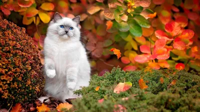 Картина по номерам Осенний кот (Brushme GX26580) купить недорого.