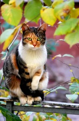 Кот и разноцветные осенние листья. Осень. Портрет кота в окружении осенних  листьев. Кот смотрит зелеными глазами фотография Stock | Adobe Stock