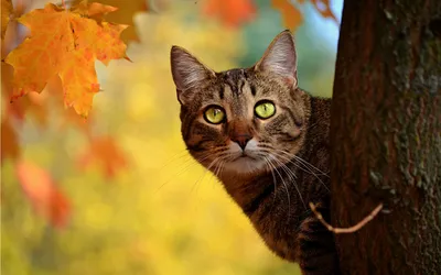 Живопись по номерам на холсте Белоснежка Осенний кот