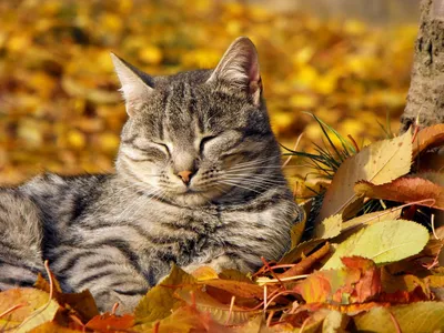 Осенний кот | Андрей Петруша | Дзен