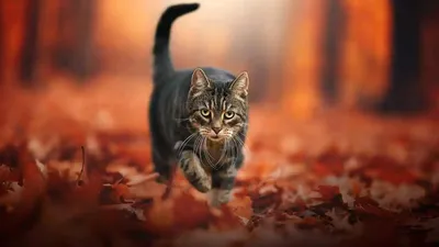 Осенний кот. :: Ольга Митрофанова – Социальная сеть ФотоКто