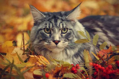 М.Б.ЛАБ - Принт Осенний кот