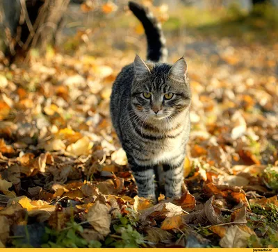Грустный осенний кот. Photographer KarOl