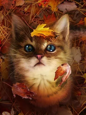 Осенний кот — Фото №287569