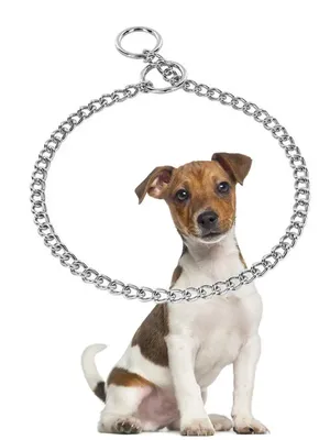 Ошейник для собак, персонализированный нейлоновый ошейники для маленьких  собак с принтом, для питбуля, чихуахуа, маленький, средний и большой  размер, под заказ | AliExpress