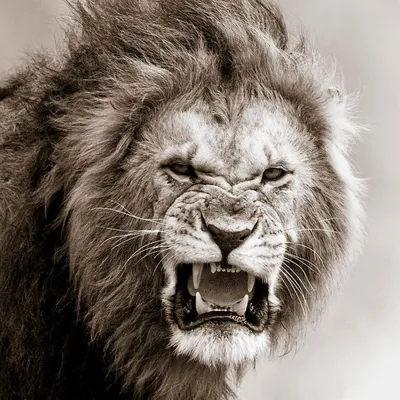 лев оскал: 2 тыс изображений найдено в Яндекс.Картинках | Male lion, Lion  pictures, Lion head tattoos
