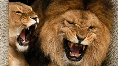 Картинка Львы Большие кошки злость Животные 1440x1440