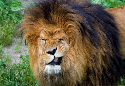 Эскизы льва с короной (84 фото)
