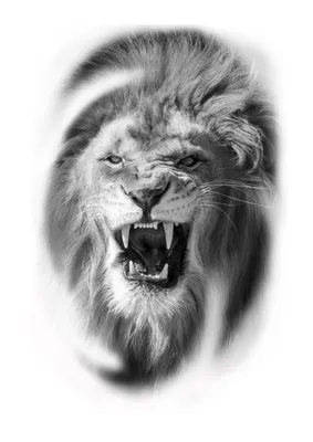 Оскал Льва рисунок (48 фото)
