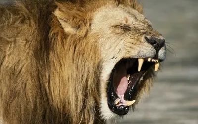 Оскал льва фас» — создано в Шедевруме