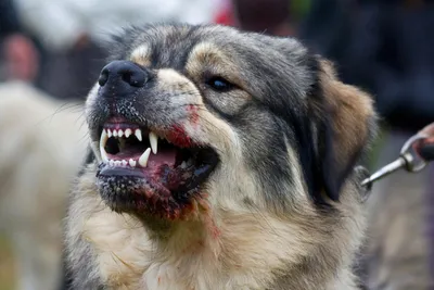 В Якутске прокуратура и полиция способствуют владельцу агрессивной собаки  остаться безнаказанным