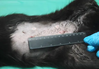 Что нужно знать о стерилизации кошек | Блог Старая Ферма