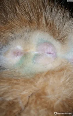 Стерилизация кошки в Краснодаре ❤️- Доступная цена операции по стерилизации  кошек