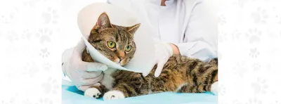 Болезни суставов у кошек: симптомы и лечение - статьи о лечении в  ветеринарной клинике Dr.Vetson