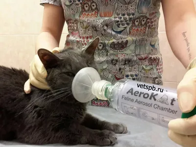 Постинъекционная (поствакцинальная) саркома у кошек - как выглядит,  симптомы, лечение