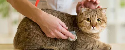 Стерилизация кошки | Ветеринарная клиника доктора Шубина