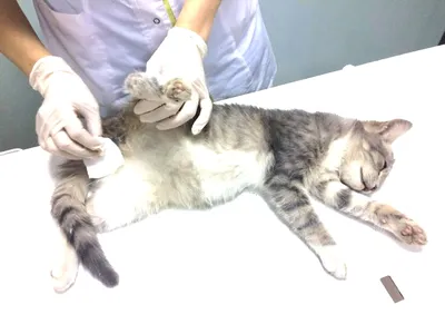 Осложнения после кастрации: что должен знать каждый владелец кота | Будни  ветеринарного врача | Дзен