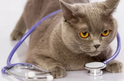 Как правильно подготовить кота к кастрации 🐱 советы ветеринара