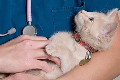 Реабилитация кошек после операции – статья о лечении животных ИВЦ МВА
