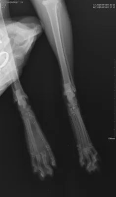 Гипертрофическая остеодистрофия | Ветеринарная клиника доктора Шубина