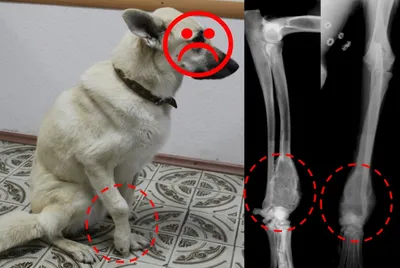 Опухоли костей у собак и кошек