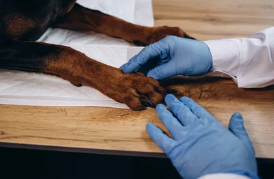 Остеосаркома у собак — запись на приём в ветклинику «АМИКУС ВЕТ»