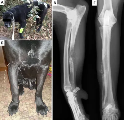 Clinica veterinara Esculap-Vet Vasile Buza - Остеосаркома у собаки. Вот  наглядный пример того как она может выглядеть на рентгене. Остеосаркома –  злокачественная опухоль, возникающая в кости, способная к прямому  атипичному остеогенезу (формирование
