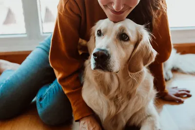 ОнкоВет: Саркома молочной железы у собаки