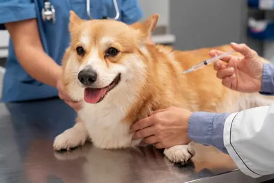 Клинический случай удаления саркомы мягких тканей у собаки - Ветеринарная  хирургия