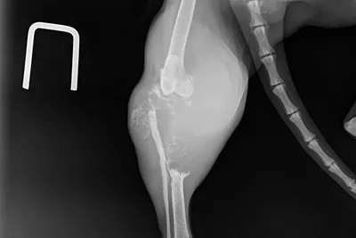 Результаты органосохраняющего метода лечения спонтанной остеосаркомы собак  с использованием аллогенной трансплантации кости — ИРСО